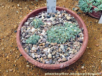 Androsace vandellii
