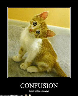 Cat funny picture