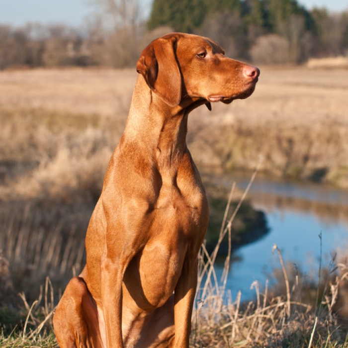 Hunting Dog Pictures For Sale Hunting Dog Pictures For Sale