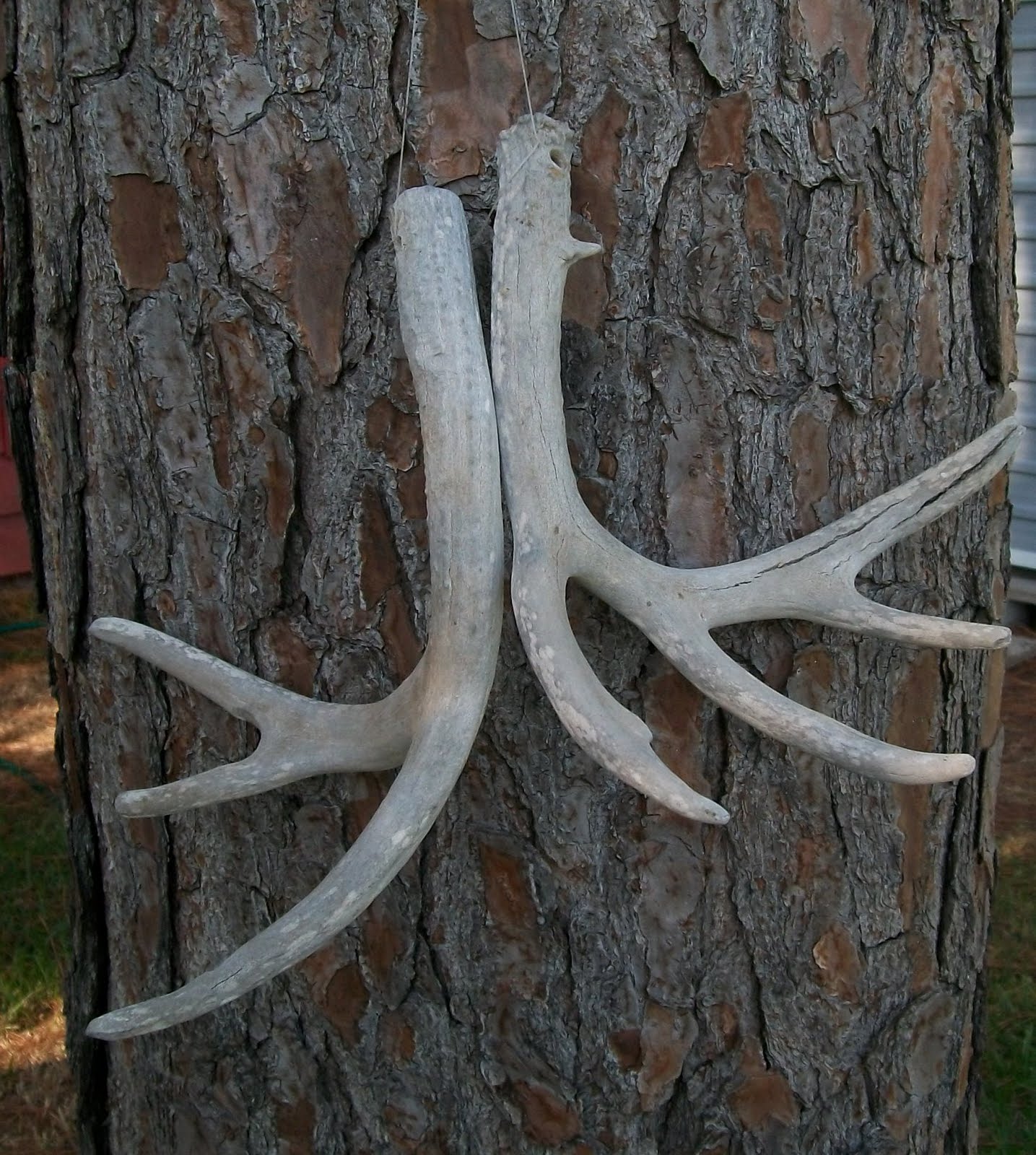 Estate Sale Services 409.750.3688 Roland Dressler Deer Antlers 7