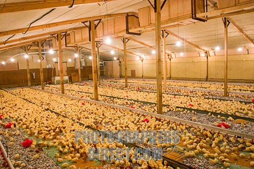 Local chicken farming business plan picture