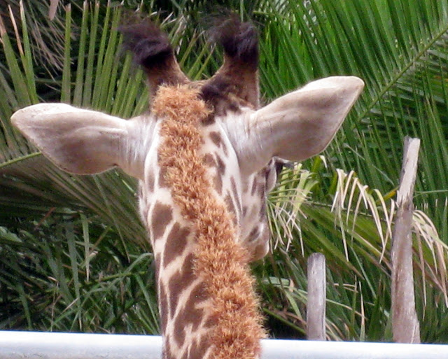 Murrieta365 giraffes at San Diego Zoo