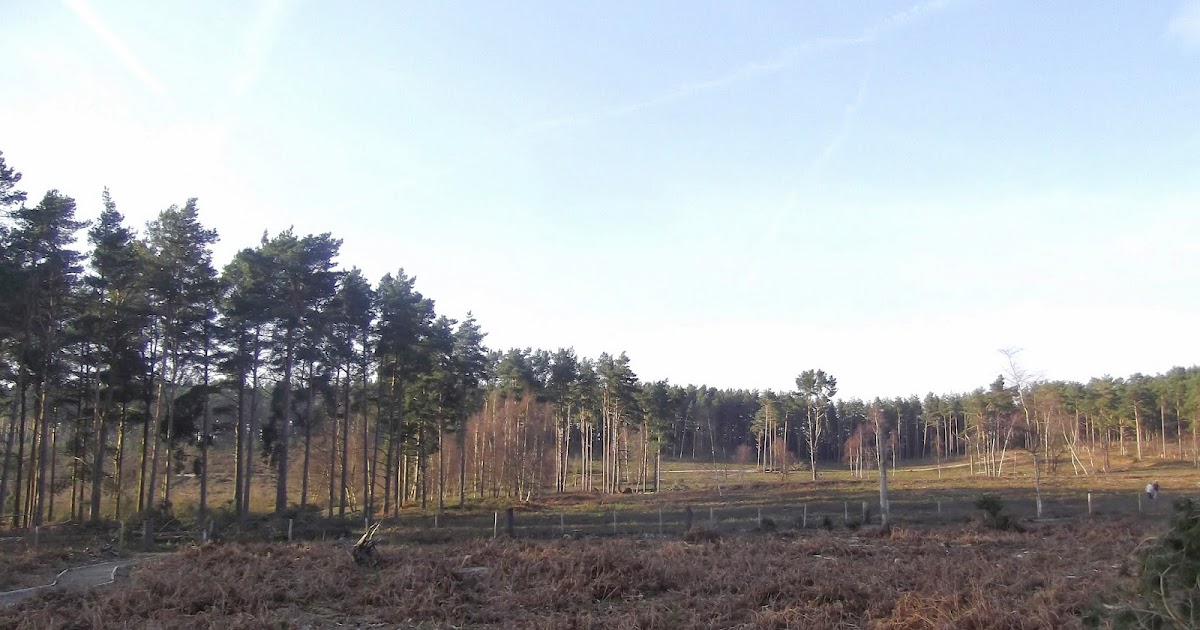 Randon's Ramblings FARNHAM RSPB TWOBARRED CROSSBILL