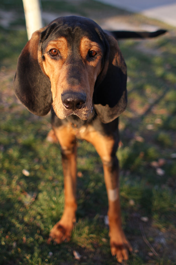 Black and Tan Coonhound