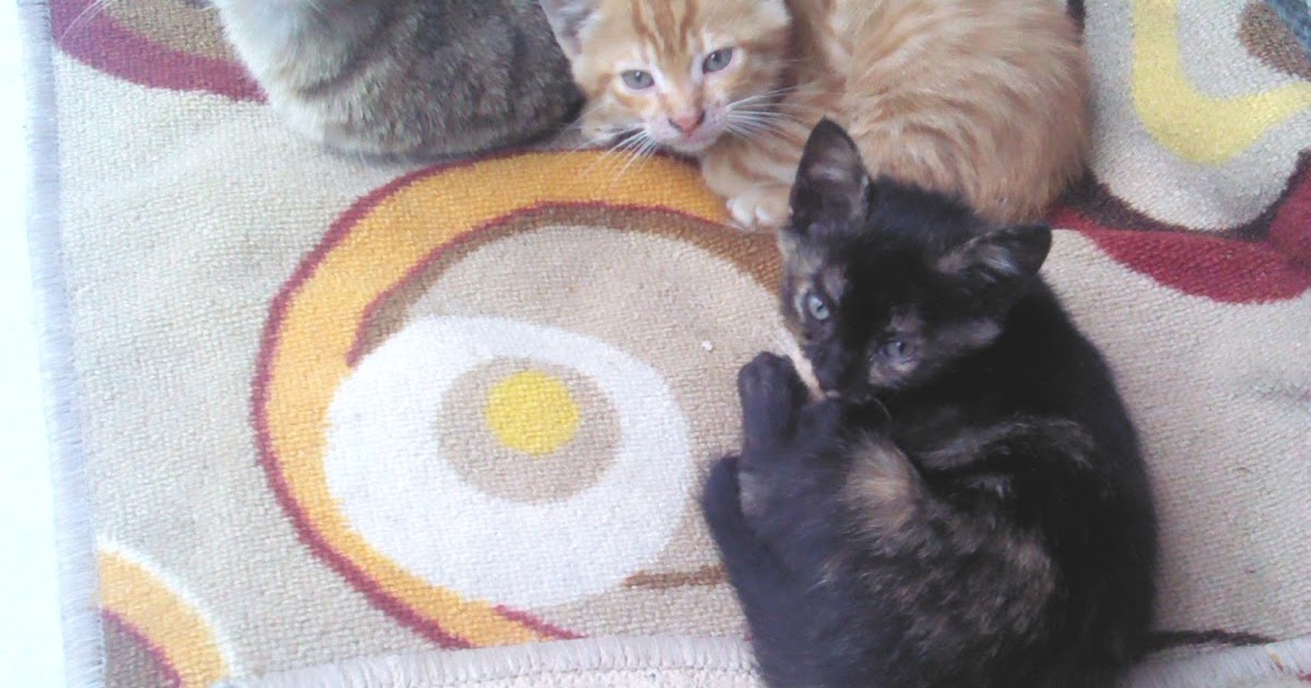 SiyahBeyazKırmızı HER EVE BİR KEDİ )