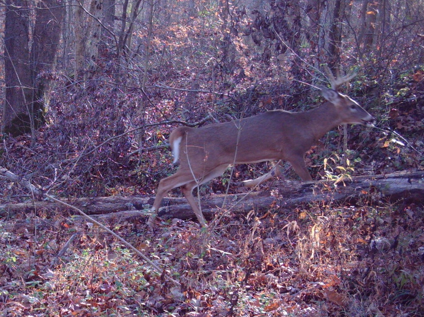 Indiana Woods and Waters Strategies for Hunting the Hoosier National