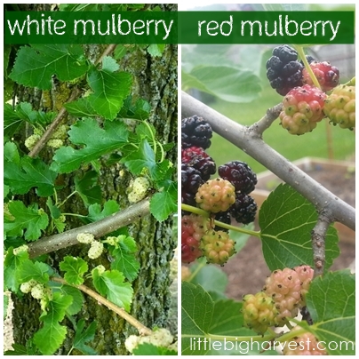 Mulberry Small Tree Zip Around – Instant Finds