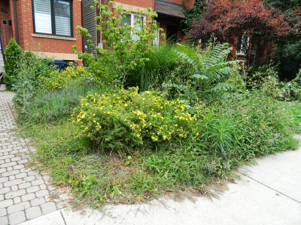Toronto garden cleanup Paul Jung Gardening Services Leslieville front yard before Toronto garden cleanup Paul Jung Gardening Services Leslieville front yard before
