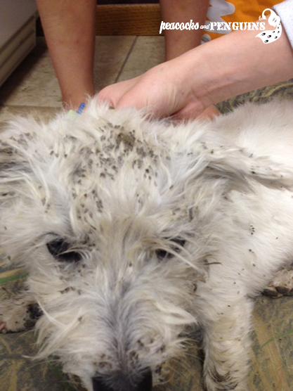 How to Get Burrs Out of Dog Hair photo images How to Get Burrs Out of Dog Hair
