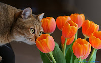   pictures photos cats wallpapers