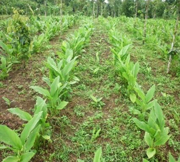 Budidaya kunyit asam - Baritoko | Berita, Budaya, Teknologi, Pariwisata