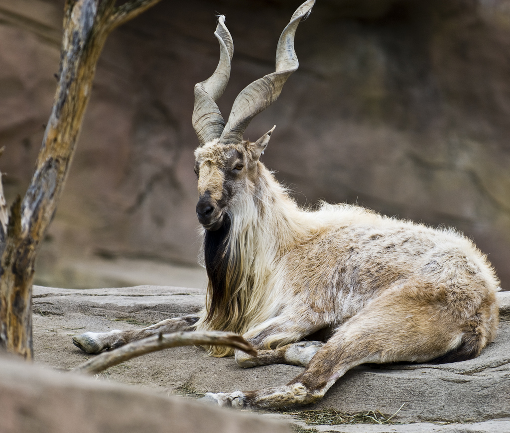 markhor.jpg