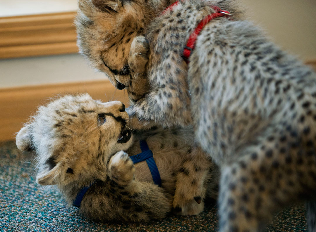 Robin Loznak Photography Cheetah cubs on the prowl