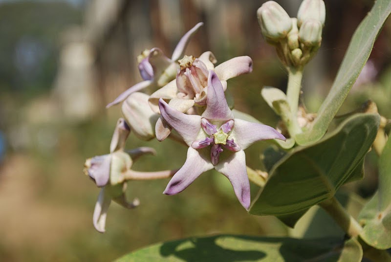 The Holy Quest Sri Aurobindo and Mother of Pondicherry A Spiritual