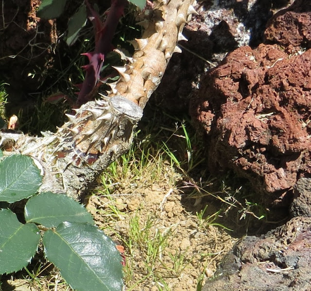 Ampliação de Fotografia macro de Tronco de Roseira com espinhos em jardim de pedra pomes ou pedra de lava