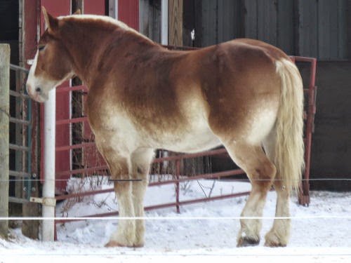 Belgian horse