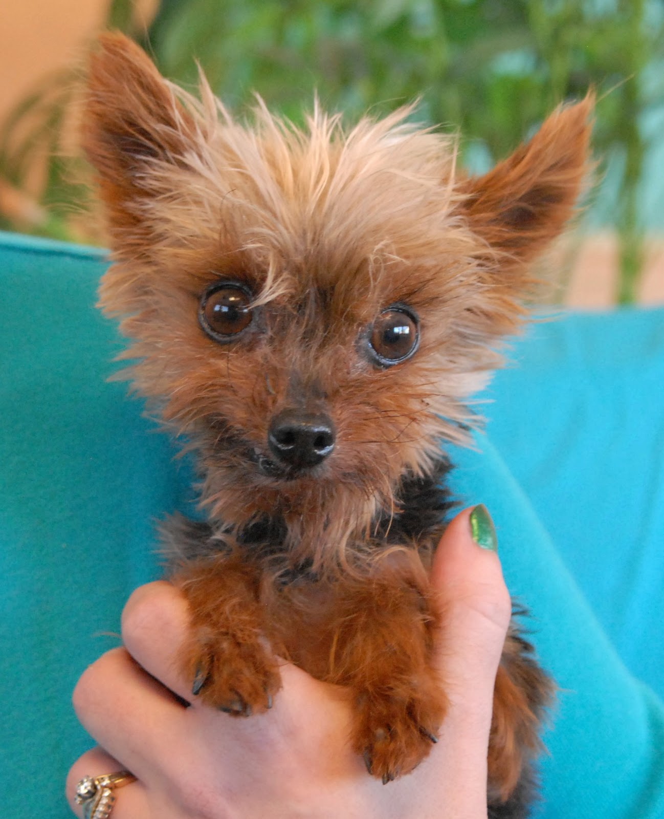 Twinkie, a tiny Yorkie for adoption.