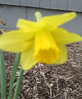 daffodils blooming