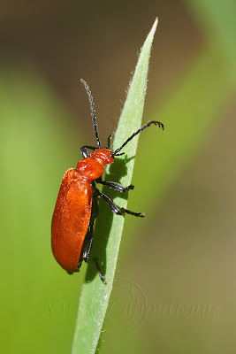 Pyrochroa serraticornis