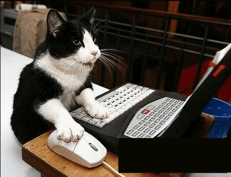 Gatito Con Su Computadora