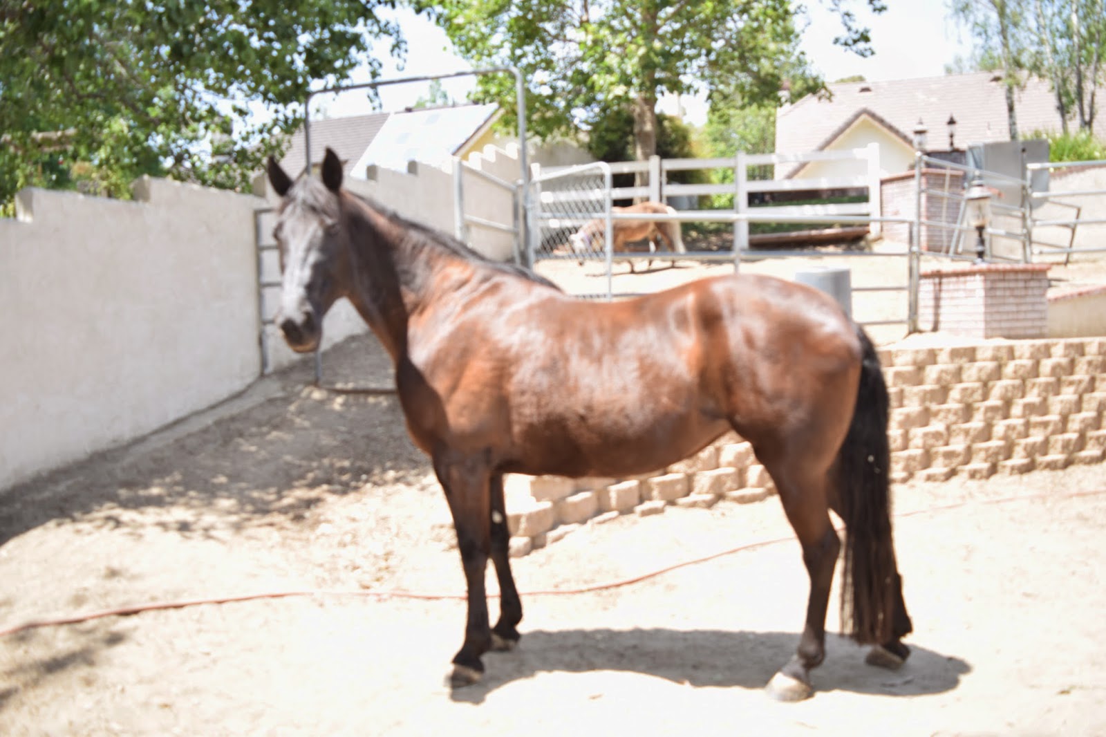 Inland Empire Properties I specialize in horse properties/equestrian