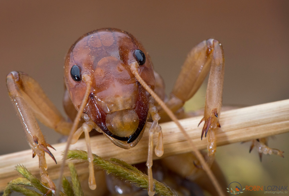 Robin Loznak Photography Smile, it's a Jerusalem cricket