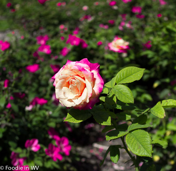 Roses at Ritter Park Rose Garden Huntington, WV