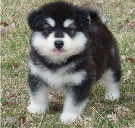 Cute Bbaby Bhusky Bpuppies Bwith Bblue Beyes
