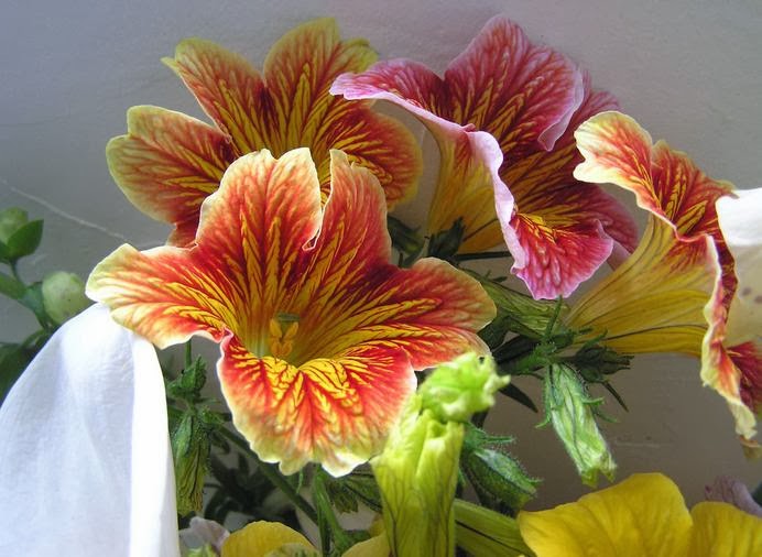 Flower Homes Painted Tongue Flowers