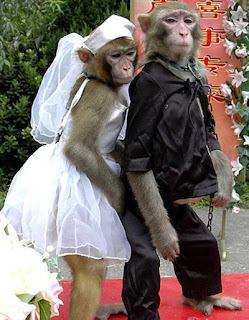 funny monkey marriage high definition, image photos, wallpaper 