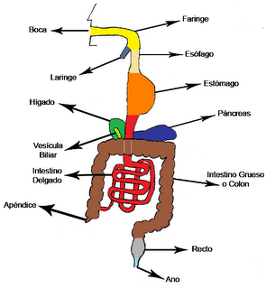 Enfermedades-Del-Sistema-Digestivo-Humano ... APARATO DIGESTIVO Y LAS ENFERMEDADES: APRENDAMOS DEL APARATO DIGESTIVO