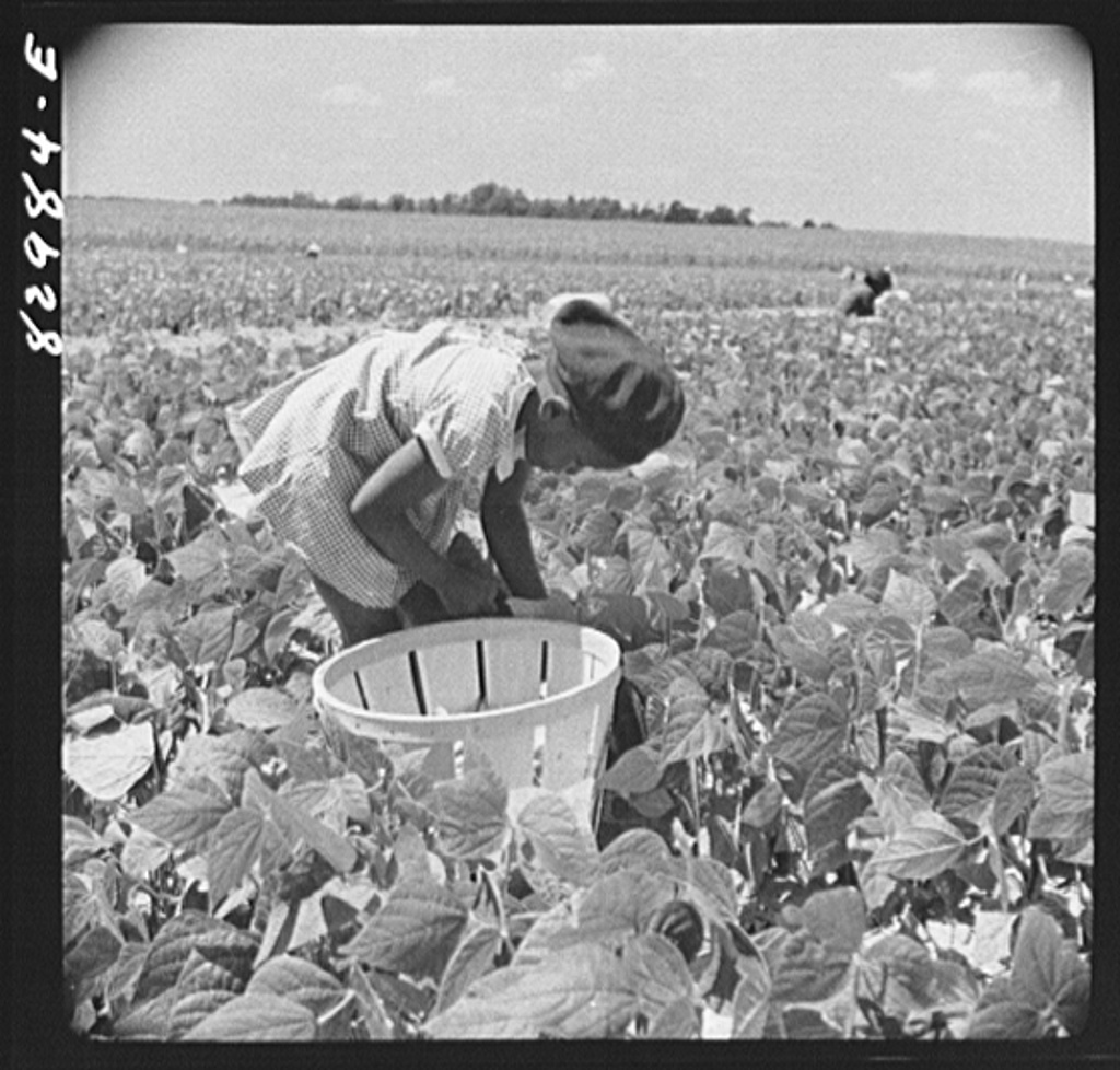 Esperanza Rising Pictures