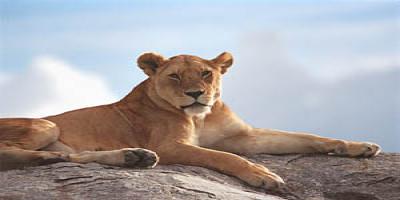 Courses In Kenya Kenair Travel And Related Studies courses in kenya kenair travel and related studies