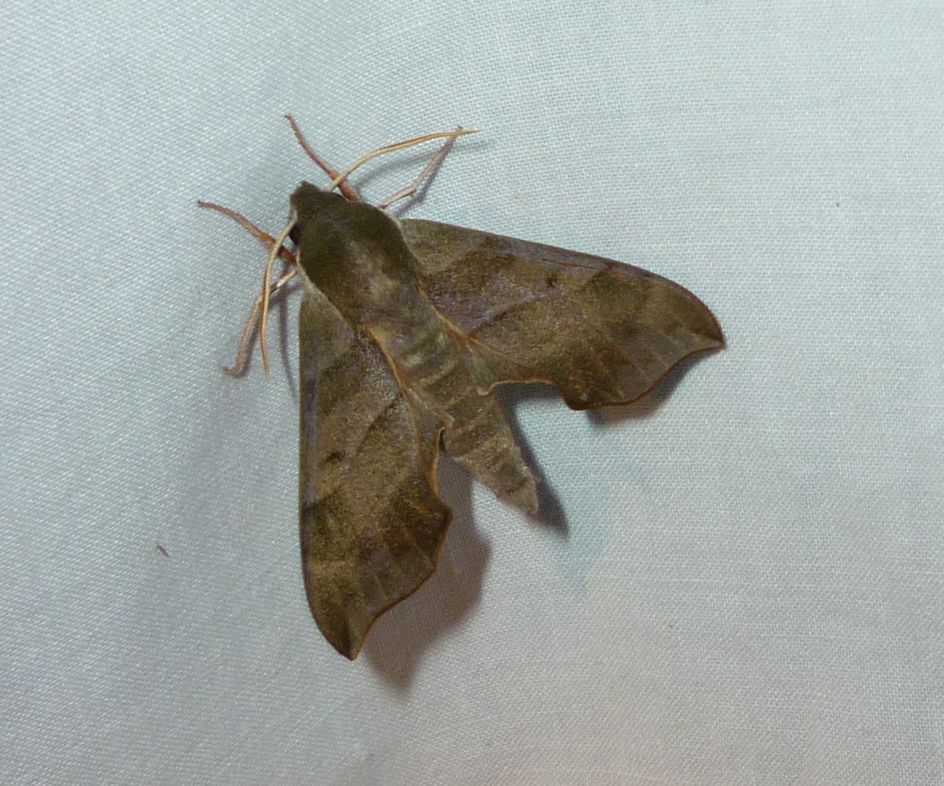 Common Moths In Virginia
