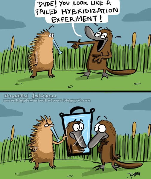 Echidna Platypus