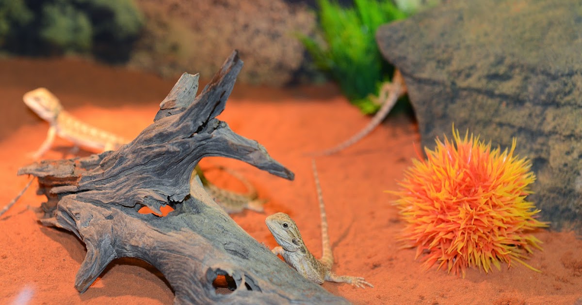 Small Animal Talk: What happens at a reptile show?