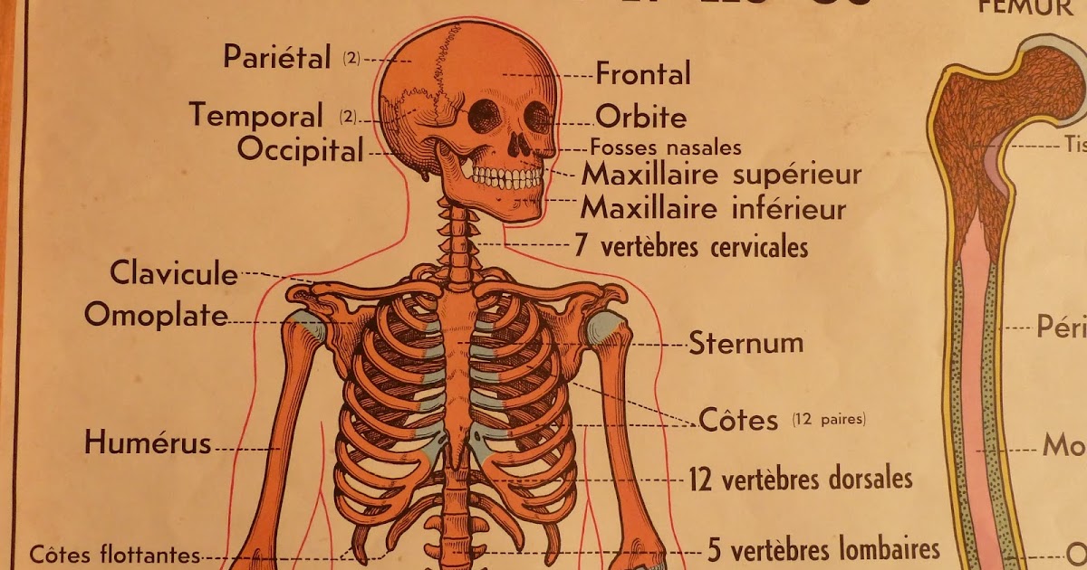 Vintage French Posters Botany Animals Anatomy, old World Maps from