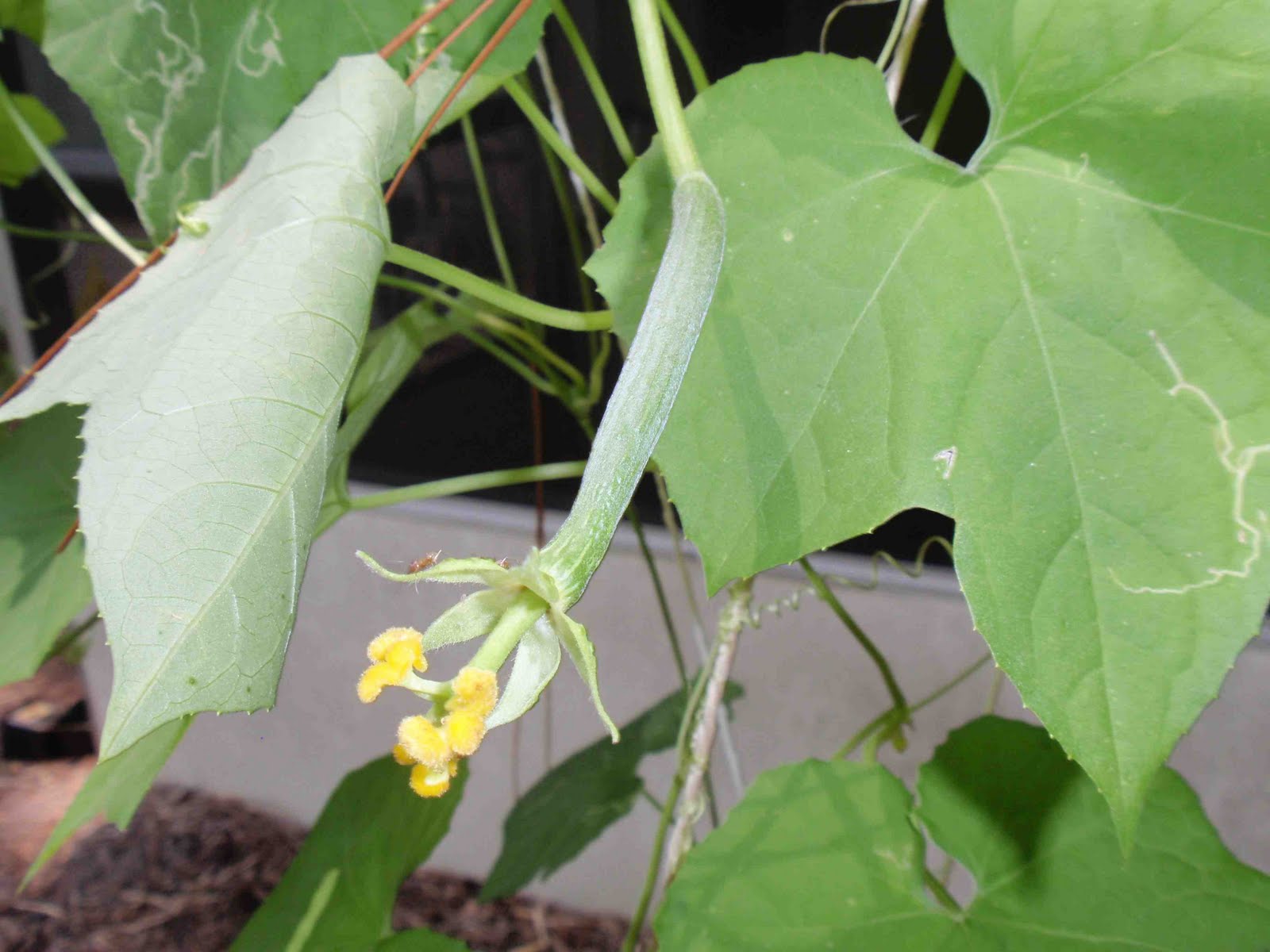 The Accidental Environmentalist Loofah!