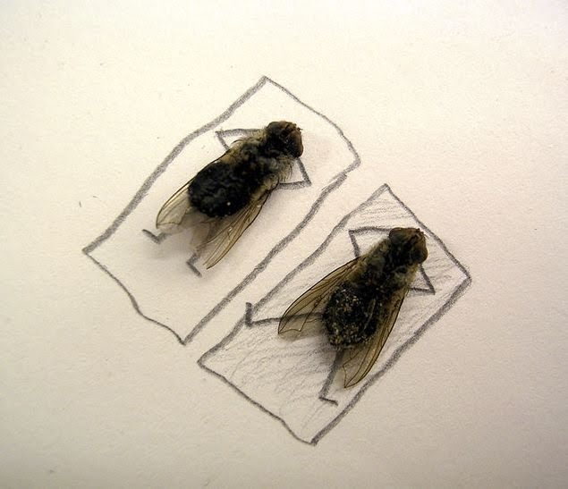 [Imagen: dead-fly-art-09.jpg]
