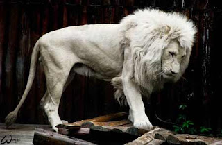 Singa putih