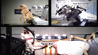 Pet Safety, pet safety harness, pet restraints Pet Safety, pet safety harness, pet restraints