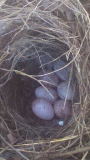 baby bird eggs, bird eggs, tufted titmouse, titmouse, farm life, white egg speckled brown, white egg with brown spots