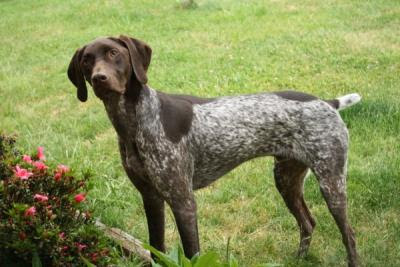 The Joyful Dark German Shorthaired Pointer Chocolate Cake