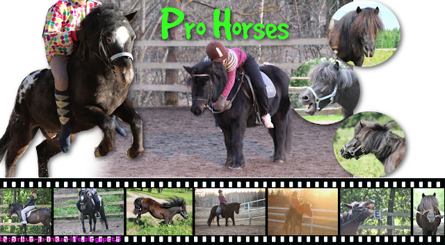 Pro Horses