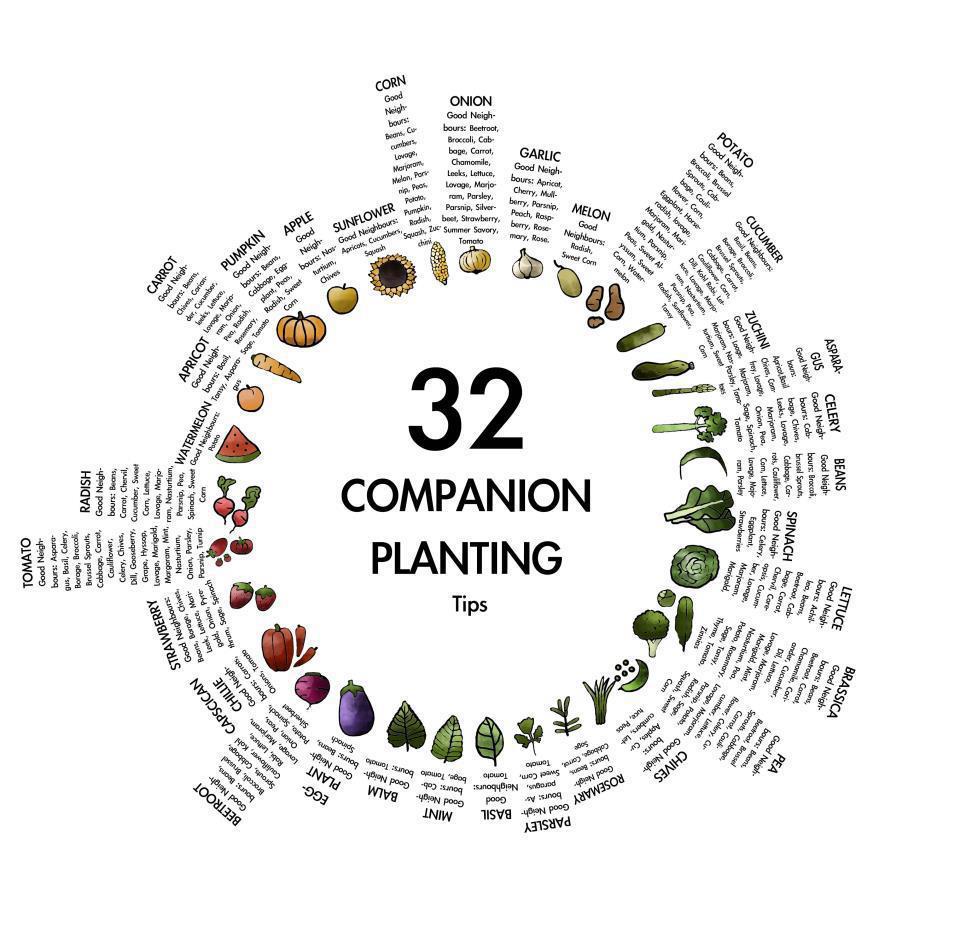 Bonnie Blogs Green Companion Plantings