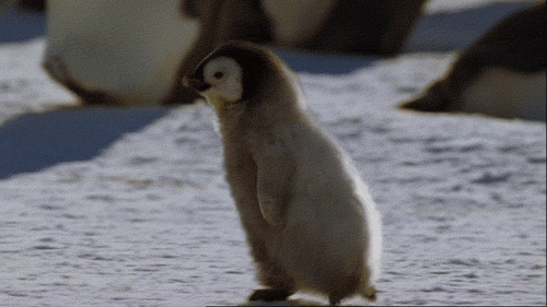Funny animal gif, cute baby penguin running