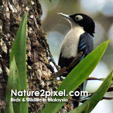 Birds & Wildlife in Malaysia