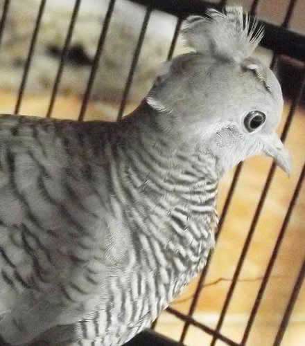 Perkutut Songgo Ratu Keistimewaan Dan Kesialan Memelihara Ini Manuk