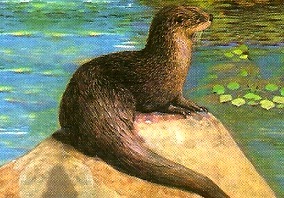 Dibujo de Nutria Dibujo de Nutria