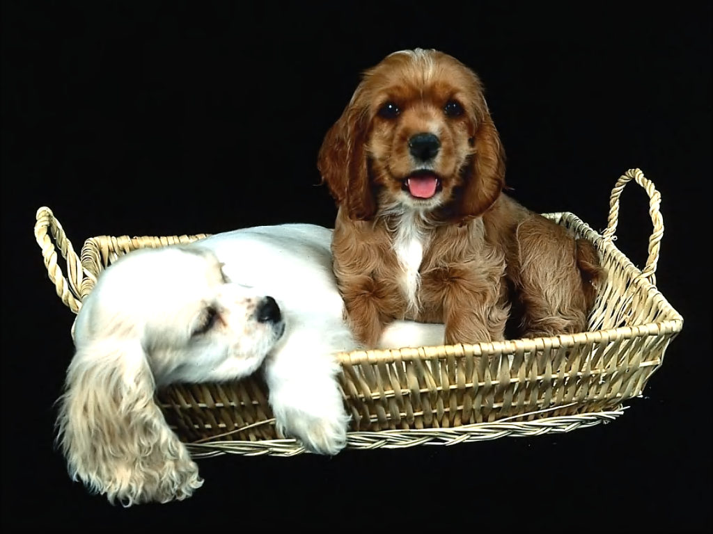 http://4.bp.blogspot.com/--MKFmkk4zx4/TdVzcTi48QI/AAAAAAAABD8/7K1uXPpKo_g/s1600/sfondo+cani+teneri+cuccioli.jpg